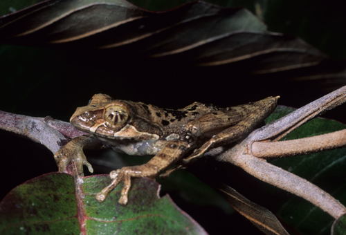 Reticulate Bright-eyed Frog