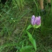 Closed Gentian - Photo (c) benandkerstyn, all rights reserved, uploaded by benandkerstyn