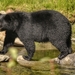 Ursus americanus vancouveri - Photo (c) Michel Labossiere, todos los derechos reservados, subido por Michel Labossiere