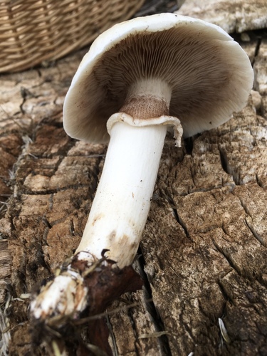 Poplar Fieldcap