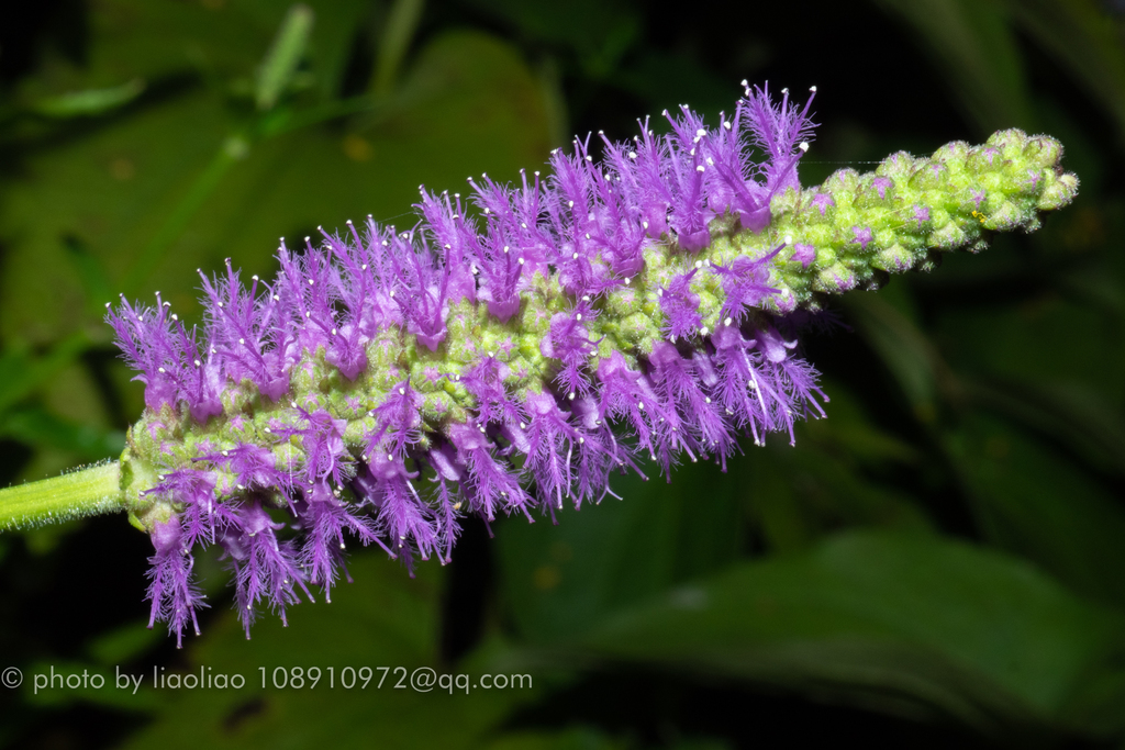 Pogostemon sampsonii (Pogostemon sampsonii)