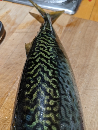 Atlantic Chub Mackerel