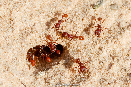 Florida Harvester Ant