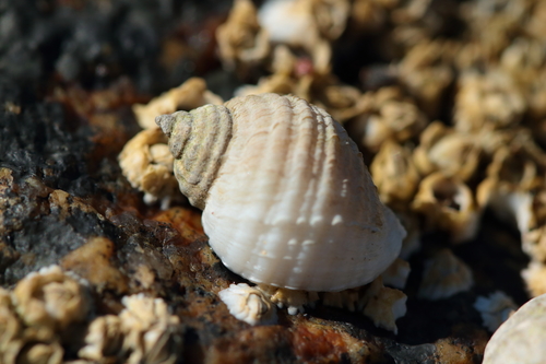 Atlantic Dogwhelk