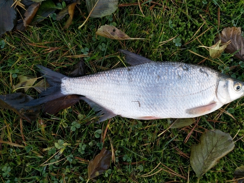 Vimba Bream