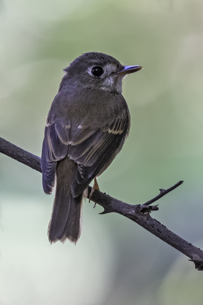 Brown-breasted Flycatcher (Muscicapa muttui) photo