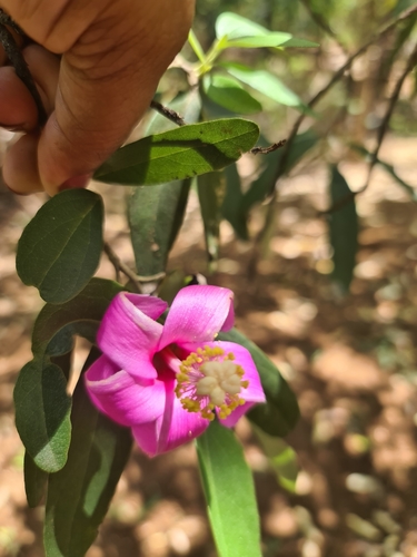 Lagunaria queenslandica