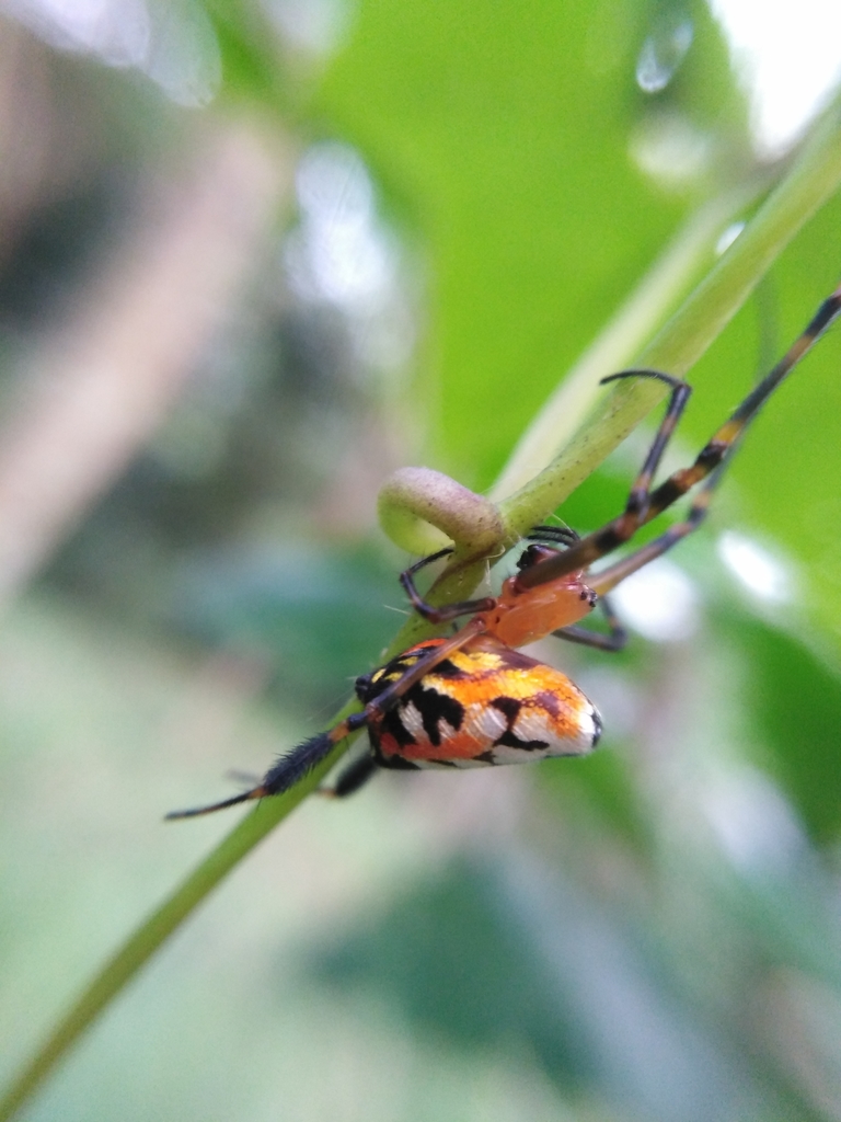 Pear-shaped Opadometa fastigata P2090844, This spider has t…