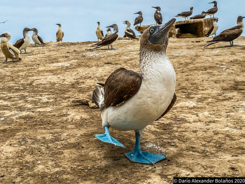 Blue-footed Booby