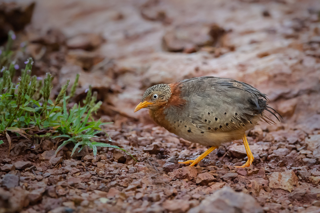 Yellow-legged Buttonquail photo
