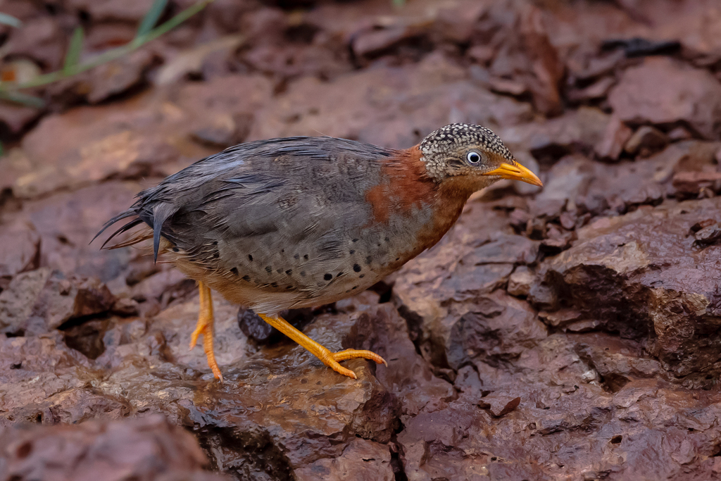 Yellow-legged Buttonquail (Turnix tanki) photo