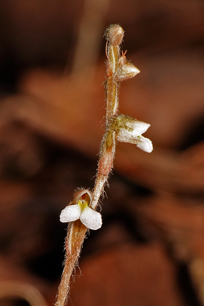 Zeuxine affinis (Zeuxine affinis)
