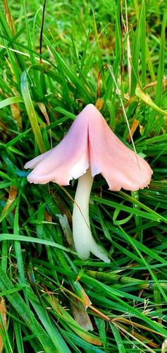 Pink Waxcap