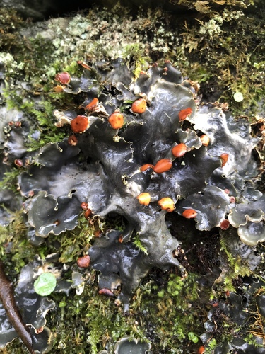 horizontal pelt lichen
