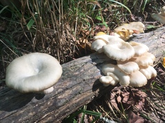 Pleurotus pulmonarius image