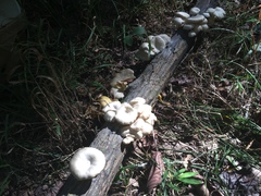 Pleurotus pulmonarius image