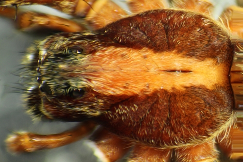 Spinyrib Wolf Spider
