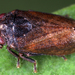 Chalk Planthopper - Photo (c) gernotkunz, all rights reserved, uploaded by gernotkunz