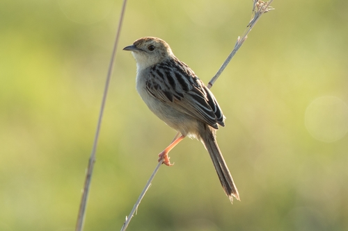 Cisticola lais (Hartlaub & Finsch, 1870)
