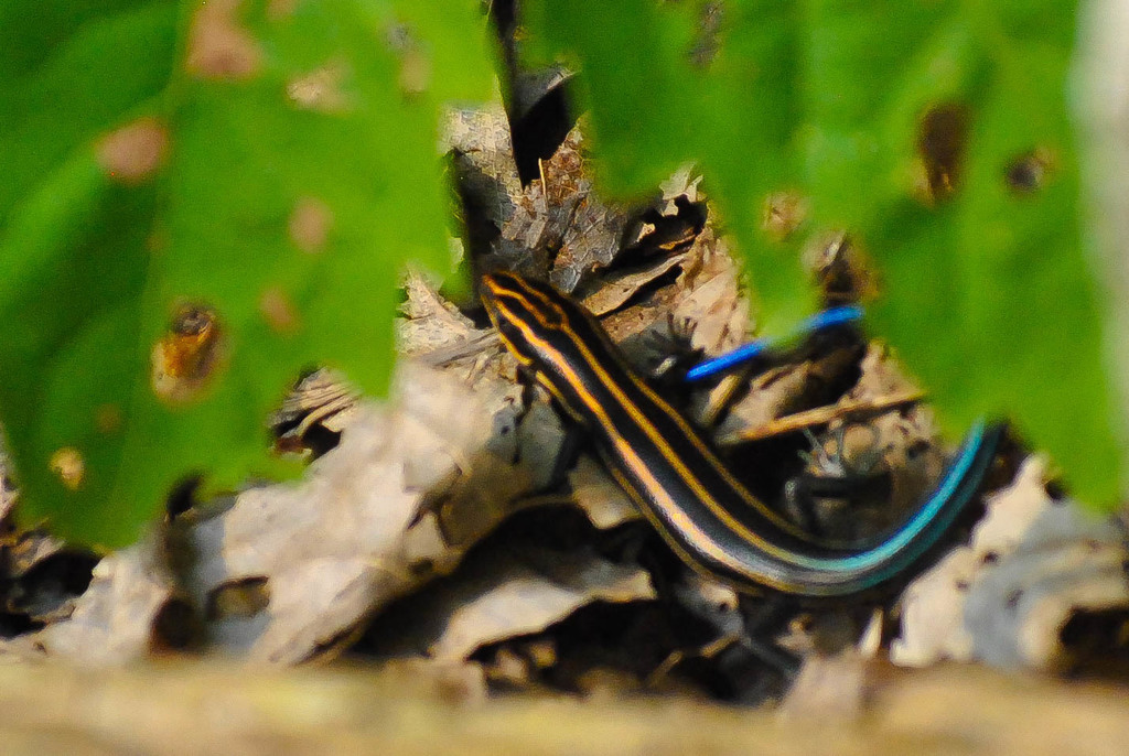 Common Five-lined Skink from 6001-6899 Sand Beach Rd, Oak Harbor, OH ...