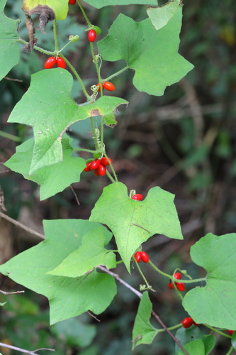 Cayaponia quinqueloba (Raf.) Shinners