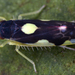 Eupteryx vittata - Photo (c) gernotkunz, all rights reserved, uploaded by gernotkunz