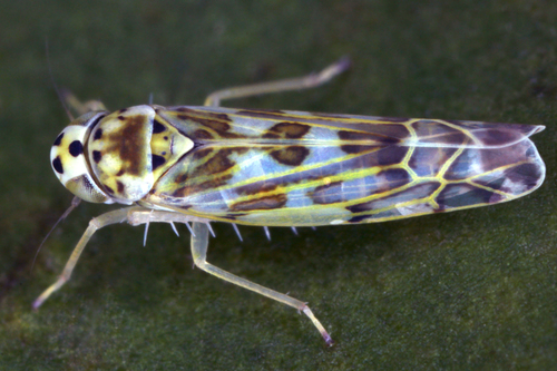 Eupteryx melissae Curtis, 1837