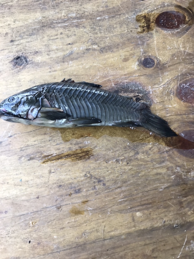 Brown Hoplo from Saint Marys River, Saint George, GA, US on October 28 ...