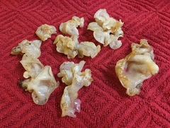 Sebacina pululahuana image