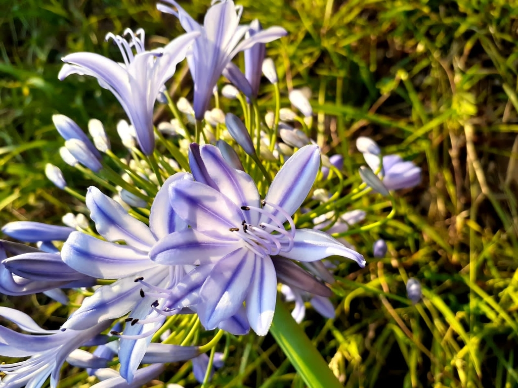 blue lily from Johannesburg on October 27, 2020 by Nnela Madimabe. Also