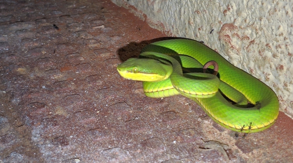 Salazar's Pit Viper from Banjaar Tola, A Taj Safari - Kanha National ...