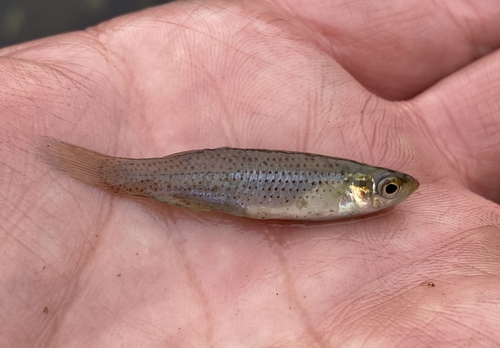 Western Starhead Topminnow