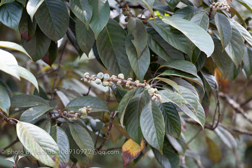 Lithocarpus calophyllus