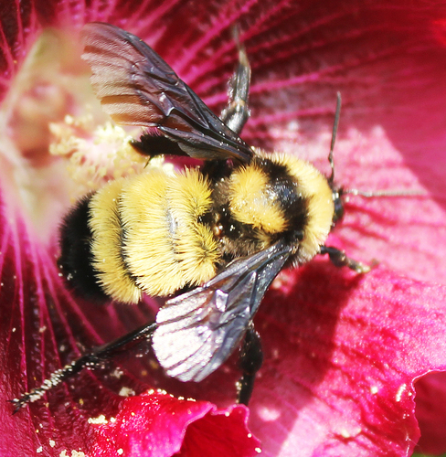 Sonoran Bumble Bee