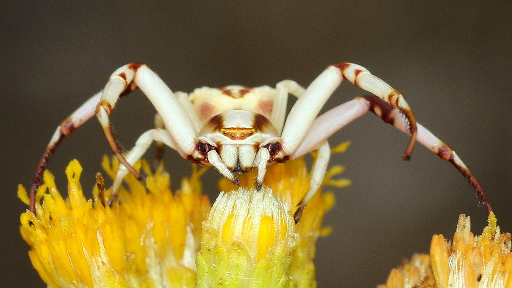 Whitebanded Crab Spider from Renovo Way, Mission Trails Regional Park