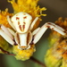Crab Spiders - Photo (c) Jay Keller, all rights reserved, uploaded by Jay Keller