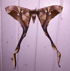 Copiopteryx semiramis image