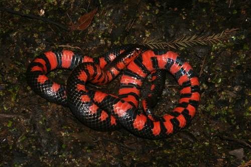 Mudsnake
