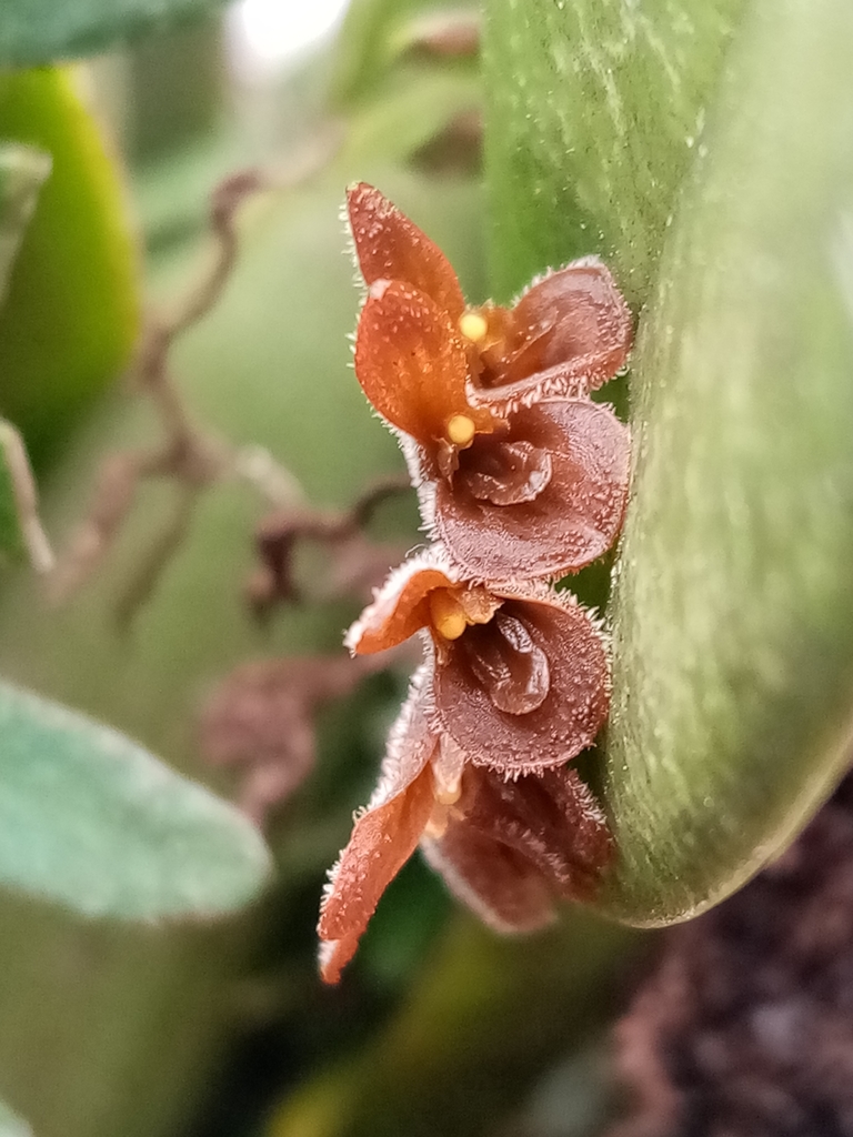 Acianthera chrysantha from Putla Villa de Guerrero, Oax., México on