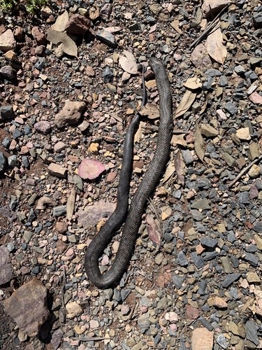 Blue-bellied Black Snake sighting