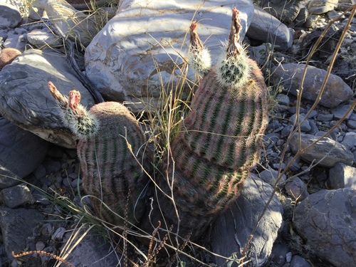 Echinocereus pectinatus pectinatus
