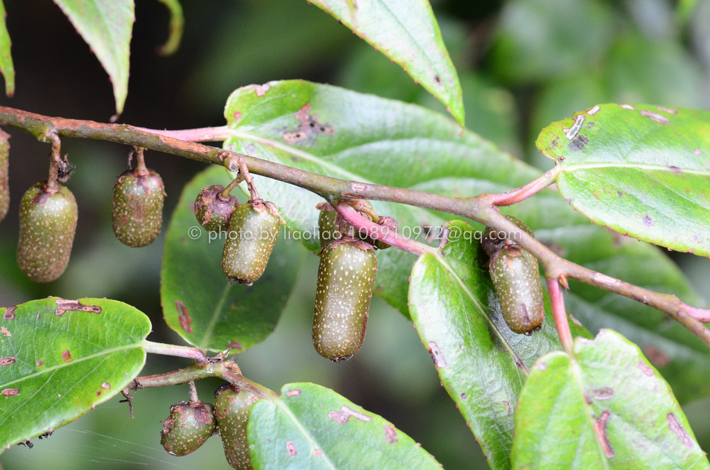Actinidia fortunatii (Actinidia fortunatii)