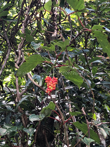 Schisandra henryi
