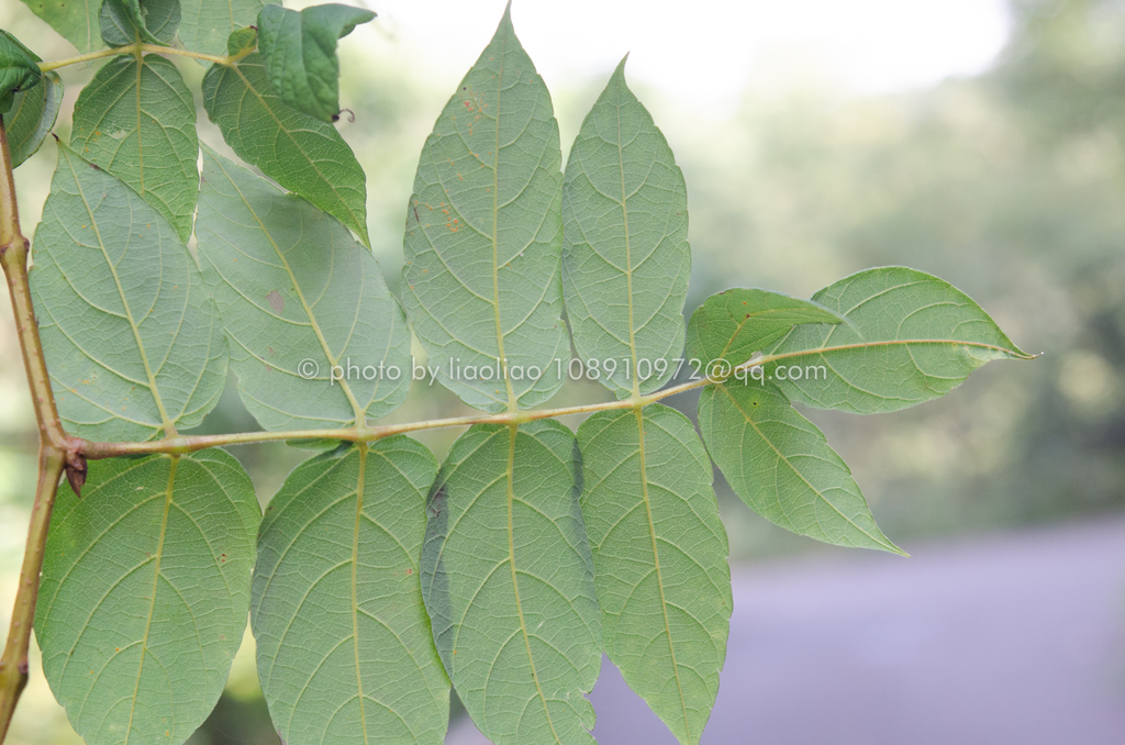 Nekemias rubifolia (Nekemias rubifolia)