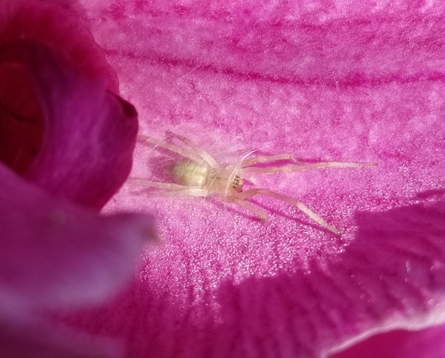 arachnids, flapflapglide