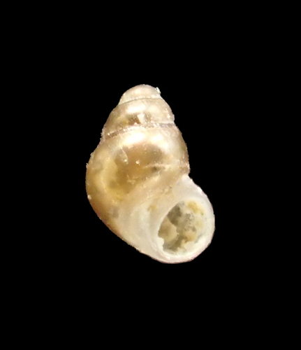 Amphithalamus