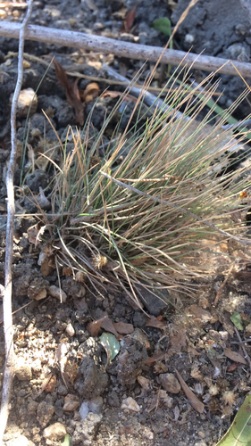 iNaturalist observation photo of grasses