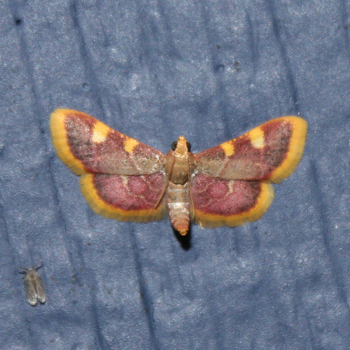 Clover Hayworm Moth