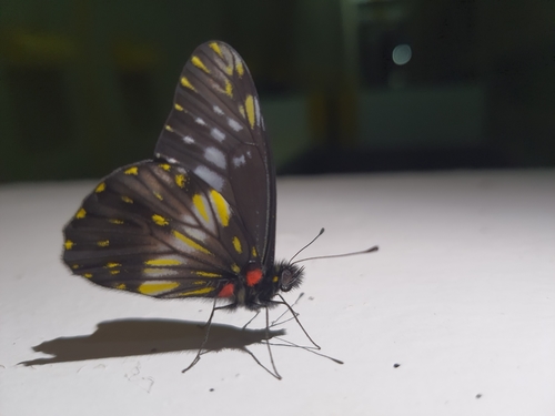 Narrow-banded Dartwhite