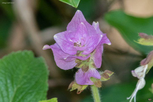 Purpletop Sagebush